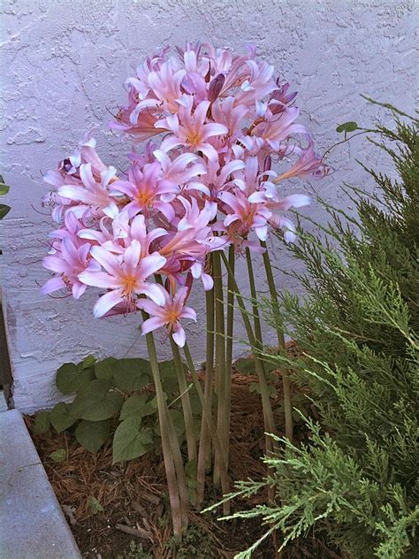 bare naked lady plant|Naked Ladies Flowers: Growing, Care, And Uses 